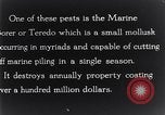 Standbild marine Borer Beaufort United States USA, 1930, aus Sekunde 47 historischem Filmmaterial Videoclip 65675028368
