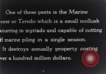 Standbild marine Borer Beaufort United States USA, 1930, aus Sekunde 50 historischem Filmmaterial Videoclip 65675028368