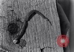 Standbild marine Borer Beaufort United States USA, 1930, aus Sekunde 51 historischem Filmmaterial Videoclip 65675028368