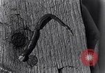 Standbild marine Borer Beaufort United States USA, 1930, aus Sekunde 52 historischem Filmmaterial Videoclip 65675028368