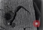 Standbild marine Borer Beaufort United States USA, 1930, aus Sekunde 53 historischem Filmmaterial Videoclip 65675028368