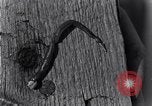 Standbild marine Borer Beaufort United States USA, 1930, aus Sekunde 54 historischem Filmmaterial Videoclip 65675028368