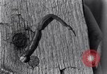 Standbild marine Borer Beaufort United States USA, 1930, aus Sekunde 56 historischem Filmmaterial Videoclip 65675028368