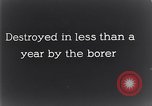 Standbild marine Borer Beaufort United States USA, 1930, aus Sekunde 58 historischem Filmmaterial Videoclip 65675028368