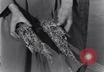 Standbild marine Borer Edgewood Arsenal Maryland USA, 1930, aus Sekunde 24 historischem Filmmaterial Videoclip 65675028369
