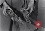 Standbild marine Borer Edgewood Arsenal Maryland USA, 1930, aus Sekunde 27 historischem Filmmaterial Videoclip 65675028369