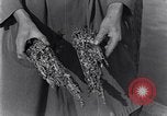 Standbild marine Borer Edgewood Arsenal Maryland USA, 1930, aus Sekunde 29 historischem Filmmaterial Videoclip 65675028369