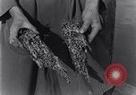 Standbild marine Borer Edgewood Arsenal Maryland USA, 1930, aus Sekunde 32 historischem Filmmaterial Videoclip 65675028369