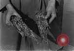 Standbild marine Borer Edgewood Arsenal Maryland USA, 1930, aus Sekunde 35 historischem Filmmaterial Videoclip 65675028369