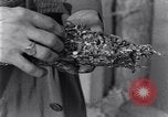 Standbild marine Borer Edgewood Arsenal Maryland USA, 1930, aus Sekunde 36 historischem Filmmaterial Videoclip 65675028369