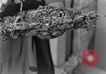 Standbild marine Borer Edgewood Arsenal Maryland USA, 1930, aus Sekunde 40 historischem Filmmaterial Videoclip 65675028369