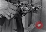 Standbild marine Borer Edgewood Arsenal Maryland USA, 1930, aus Sekunde 42 historischem Filmmaterial Videoclip 65675028369