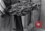 Standbild marine Borer Edgewood Arsenal Maryland USA, 1930, aus Sekunde 46 historischem Filmmaterial Videoclip 65675028369