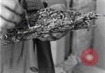 Standbild marine Borer Edgewood Arsenal Maryland USA, 1930, aus Sekunde 47 historischem Filmmaterial Videoclip 65675028369
