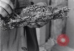 Standbild marine Borer Edgewood Arsenal Maryland USA, 1930, aus Sekunde 48 historischem Filmmaterial Videoclip 65675028369