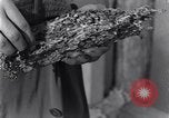 Standbild marine Borer Edgewood Arsenal Maryland USA, 1930, aus Sekunde 49 historischem Filmmaterial Videoclip 65675028369