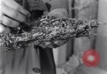 Standbild marine Borer Edgewood Arsenal Maryland USA, 1930, aus Sekunde 59 historischem Filmmaterial Videoclip 65675028369