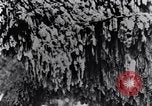 Standbild marine Borer Maryland United States USA, 1930, aus Sekunde 50 historischem Filmmaterial Videoclip 65675028370