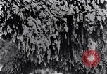 Standbild marine Borer Maryland United States USA, 1930, aus Sekunde 51 historischem Filmmaterial Videoclip 65675028370