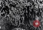 Standbild marine Borer Maryland United States USA, 1930, aus Sekunde 54 historischem Filmmaterial Videoclip 65675028370