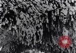 Standbild marine Borer Maryland United States USA, 1930, aus Sekunde 55 historischem Filmmaterial Videoclip 65675028370