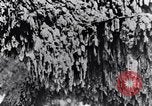 Standbild marine Borer Maryland United States USA, 1930, aus Sekunde 58 historischem Filmmaterial Videoclip 65675028370