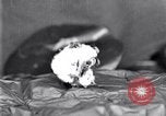 Standbild Boll Weevil United States USA, 1930, aus Sekunde 34 historischem Filmmaterial Videoclip 65675028372