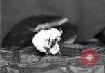Standbild Boll Weevil United States USA, 1930, aus Sekunde 35 historischem Filmmaterial Videoclip 65675028372