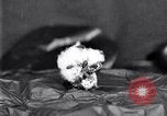 Standbild Boll Weevil United States USA, 1930, aus Sekunde 36 historischem Filmmaterial Videoclip 65675028372