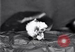 Standbild Boll Weevil United States USA, 1930, aus Sekunde 39 historischem Filmmaterial Videoclip 65675028372