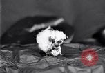 Standbild Boll Weevil United States USA, 1930, aus Sekunde 40 historischem Filmmaterial Videoclip 65675028372
