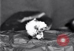 Standbild Boll Weevil United States USA, 1930, aus Sekunde 41 historischem Filmmaterial Videoclip 65675028372