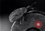 Standbild Boll Weevil United States USA, 1930, aus Sekunde 42 historischem Filmmaterial Videoclip 65675028372