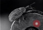 Standbild Boll Weevil United States USA, 1930, aus Sekunde 43 historischem Filmmaterial Videoclip 65675028372