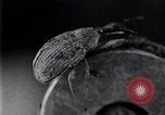 Standbild Boll Weevil United States USA, 1930, aus Sekunde 44 historischem Filmmaterial Videoclip 65675028372