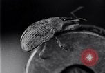 Standbild Boll Weevil United States USA, 1930, aus Sekunde 46 historischem Filmmaterial Videoclip 65675028372