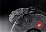Standbild Boll Weevil United States USA, 1930, aus Sekunde 47 historischem Filmmaterial Videoclip 65675028372