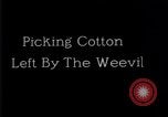 Standbild Boll Weevil United States USA, 1930, aus Sekunde 48 historischem Filmmaterial Videoclip 65675028372