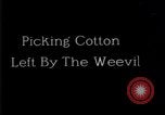 Standbild Boll Weevil United States USA, 1930, aus Sekunde 51 historischem Filmmaterial Videoclip 65675028372