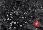 Standbild Boll Weevil United States USA, 1930, aus Sekunde 52 historischem Filmmaterial Videoclip 65675028372