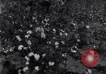 Standbild Boll Weevil United States USA, 1930, aus Sekunde 53 historischem Filmmaterial Videoclip 65675028372