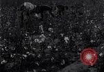 Standbild Boll Weevil United States USA, 1930, aus Sekunde 56 historischem Filmmaterial Videoclip 65675028372