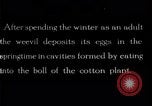 Standbild Boll Weevil United States USA, 1930, aus Sekunde 1 historischem Filmmaterial Videoclip 65675028373