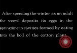 Standbild Boll Weevil United States USA, 1930, aus Sekunde 3 historischem Filmmaterial Videoclip 65675028373