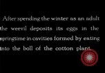 Standbild Boll Weevil United States USA, 1930, aus Sekunde 4 historischem Filmmaterial Videoclip 65675028373