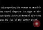 Standbild Boll Weevil United States USA, 1930, aus Sekunde 10 historischem Filmmaterial Videoclip 65675028373