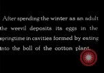Standbild Boll Weevil United States USA, 1930, aus Sekunde 14 historischem Filmmaterial Videoclip 65675028373