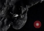 Standbild Boll Weevil United States USA, 1930, aus Sekunde 15 historischem Filmmaterial Videoclip 65675028373
