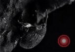 Standbild Boll Weevil United States USA, 1930, aus Sekunde 16 historischem Filmmaterial Videoclip 65675028373