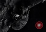 Standbild Boll Weevil United States USA, 1930, aus Sekunde 17 historischem Filmmaterial Videoclip 65675028373